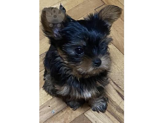 Mini Yorkies